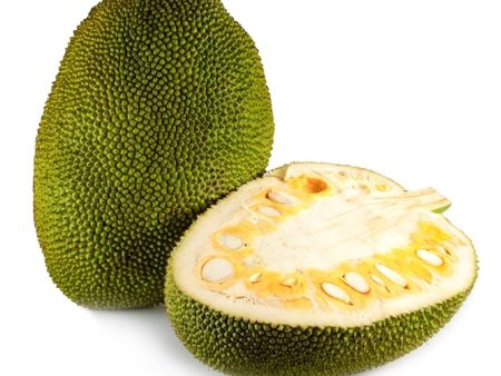 Green Jackfruit Supply