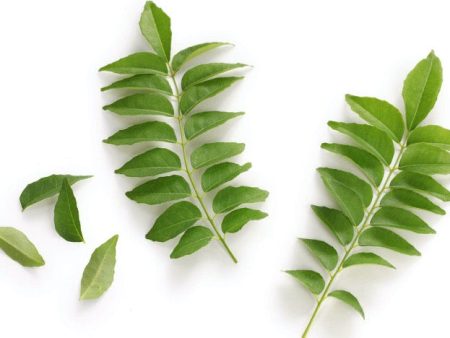 Curry Leaves Packet Supply