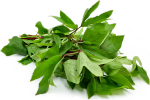 Gongura Leaves on Sale